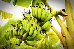 green-bananas-reduce-cancer-risk-60-percent