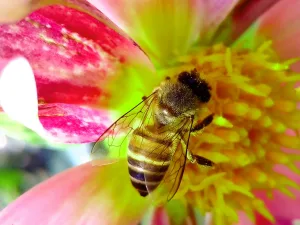 Honeybee venom can kill breast cancer cells in under 30 minutes, new study finds